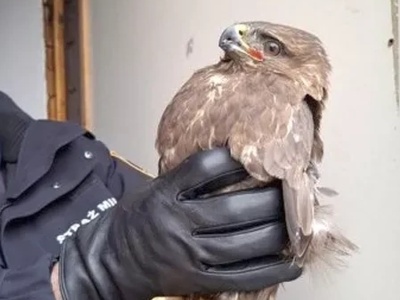 Strażnicy miejscy się zdziwili. Znalazł w polu dużego drapieżnika