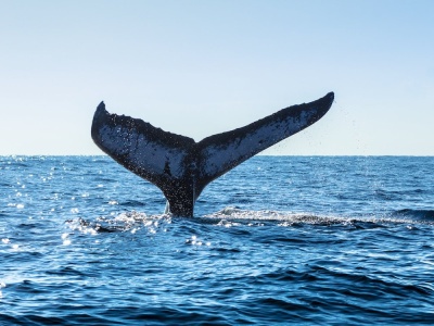 Przełomowy traktat wchodzi w życie. Dotyczy połowy powierzchni Ziemi