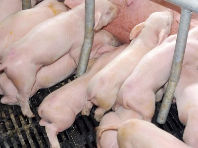 Pierwsze godziny decydują o wszystkim. Dlaczego siara ratuje prosięta?