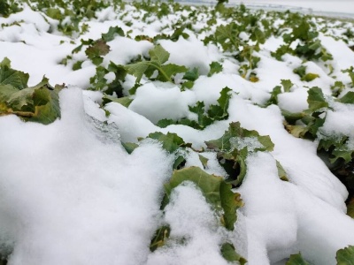 Czy dotychczasowe mrozy mogły zaszkodzić roślinom?