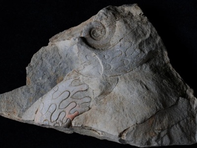 Spędziła miliony lat pod naszymi stopami, a teraz ujrzała światło dzienne. Eksperci mówią o niezwykłej skamieniałości