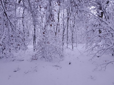 Silny mróz nie odpuszcza…