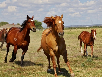 Miliarder  kupił ponad 400 tys. hektarów i dobił do miliona. Teraz ma najwięcej w USA