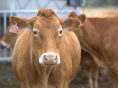 Krowy drożeją w Niemczech. A w Polsce? Sprawdź aktualne ceny bydła