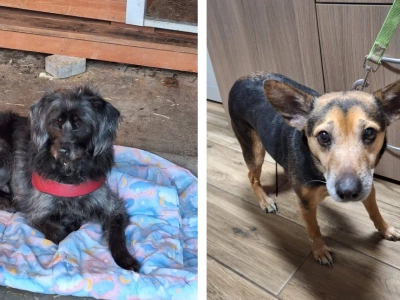 Porzucono psy - ktoś przywiązał je do płotu legnickiego schroniska w mroźne popołudnie