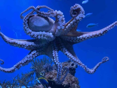 Poznano sekret ośmiornic. Tak powstaje niezwykła skóra przyszłości