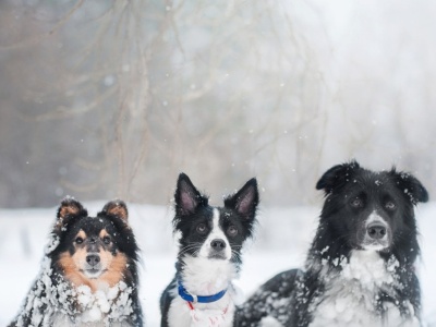 Jak rozpoznać, że psu jest zimno? Weterynarz wskazuje konkretne sygnały