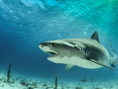 Eksperci walczą z zakwaszeniem oceanów. „Największy projekt w historii”