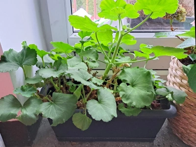 Teraz jest ten moment. Tak wybudzisz pelargonie po zimie, by w maju uginały się od kwiatów