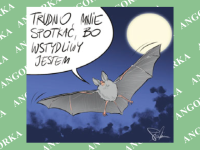 Rzadki nocek zaobserwowany w Kampinoskim Parku Narodowym