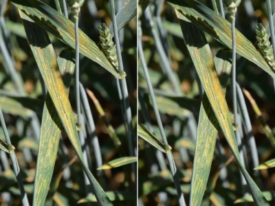 Ocieplenie sprzyja patogenom. Te choroby zbóż będą coraz groźniejsze