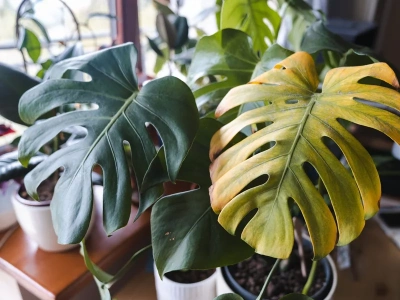 Podlewasz monsterę w styczniu? To ją niszczy. Jeden ruch ratuje liście