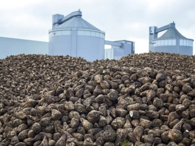 Wydłużona kampania i trudne warunki w rejonie cukrowni Glinojeck. Wzrosną ceny cukru?
