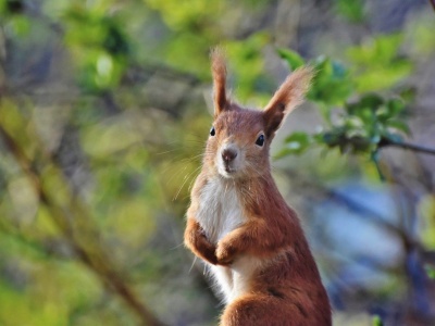 Świętujemy Dzień Wiewiórki