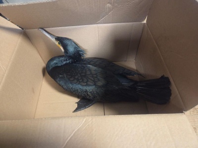 Niezwykły „petent”. Kormoran czarny w pabianickiej komendzie policji