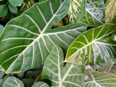 Monstera odchodzi do lamusa. Teraz ta roślina króluje w polskich mieszkaniach