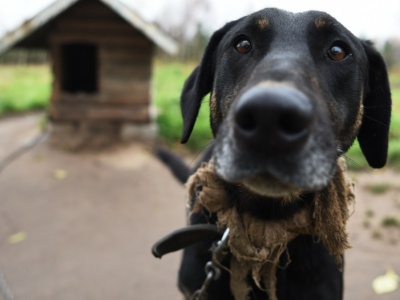 Polacy chcą ustawy łańcuchowej. Nawet ci prawicowi i ze wsi