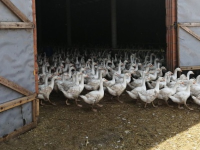 Deklaracja strat HPAI. Hodowcy drobiu mają czas do 30 stycznia