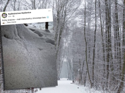 Czym są czarne plamki na śniegu? Leśnicy zdradzili odpowiedź. 