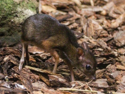 Najmniejszy z kopytnych urodził się w warszawskim ZOO. Mały myszojeleń czeka na imię