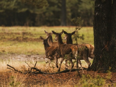 Policja ostrzega kierowców przed stadami jeleni