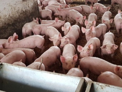 Chodzi o rozszerzanie stref ASF? Państwo zwleka, cierpią hodowcy