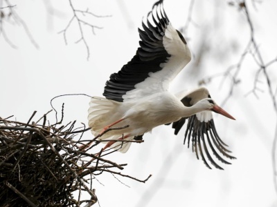 Bocian biały zostanie zdetronizowany. Oto kandydaci na Zwierzę Roku 2026. Jak oddać głos?