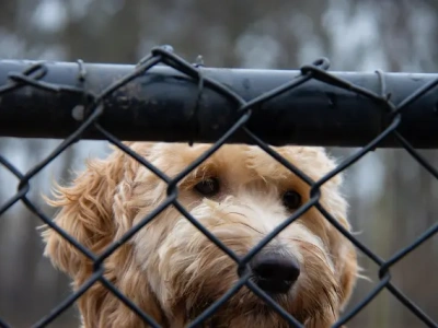 Schroniska bez zastrzeżeń, mróz nadal groźny. Apel do opiekunów zwierząt