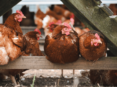 Groźna choroba wymyka się spod kontroli. Wykryto nowe ognisko