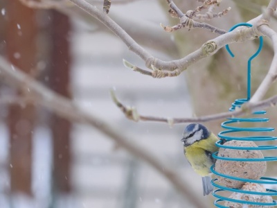 Co dodawać w mrozy do karmnika? Ten przysmak doda ptakom energii