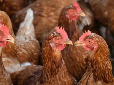 Chiny stawiają na megafarmy jaj: miliony kur pod jednym dachem