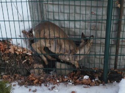 Kozioł sarny na wiele godzin utknął w pułapce. Pomogli mu strażacy