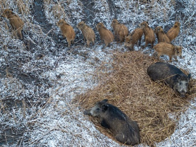 Dziki w mieście to już codzienność w całej Polsce. Z roku na rok jest ich coraz więcej