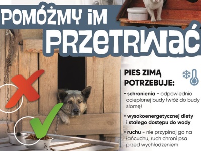 Ochrona zwierząt przed mrozem — apel do właścicieli