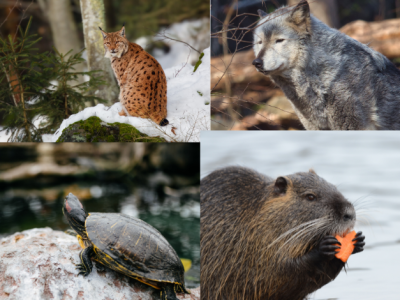 Czas na głosowanie! Wybieramy Zwierzę Roku 2026!