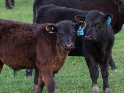 Genetycznie zmodyfikowane bydło będzie hodowane w Brazylii. Pierwsze cielaki już są