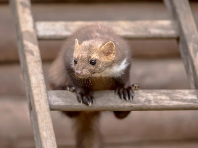 Rozbij to przed domem. Kuny uciekają natychmiast i nie wracają przez tygodnie