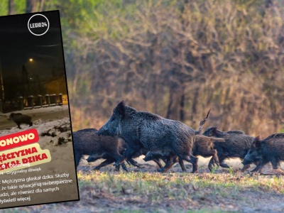 W mieście pojawiły się dziki. Mężczyzna próbował je pogłaskać