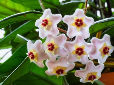 Nie wylewaj, tylko poczęstuj tym hoję. Wypuści pąki jeszcze zimą