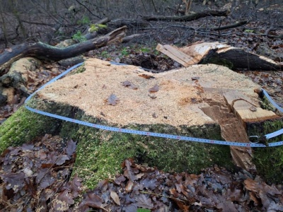 Stare dęby i inne drzewa poszły pod topór. W miejscu, gdzie obowiązuje... zakaz pozyskania drewna