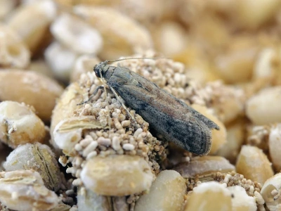 Wystarczyło, że włożyłam to do szafki. Mole spożywcze zniknęły z kuchni w kilka dni