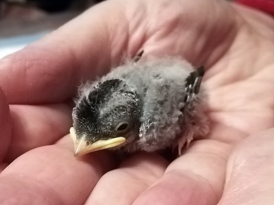 Robotnik skazany za wyrzucenie gniazd z żywymi jaskółkami. Prokuratura i sąd nie odpuszczają