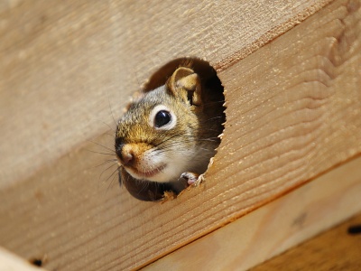 Kto będzie leczył dzikie zwierzęta znalezione w mieście?