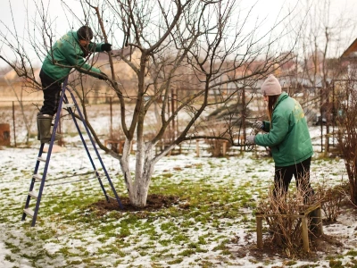 Zrób to w styczniu albo ogród cię rozczaruje. Jeden zimowy zabieg decyduje o całym sezonie