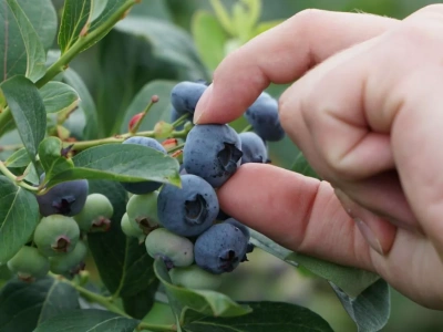 Nowe rynki dla polskiej borówki