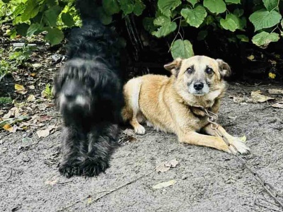 Psy głodowały, były oblepione kleszczami i spały na szkle. Sadysta stanie przed sądem  