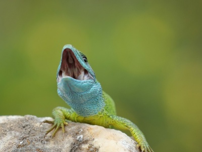 Receptury grozy. Odkryli ślady leczenia... głowami jaszczurek