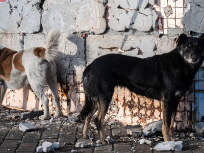 Tak przez wojnę zmieniły się psy w Ukrainie. 