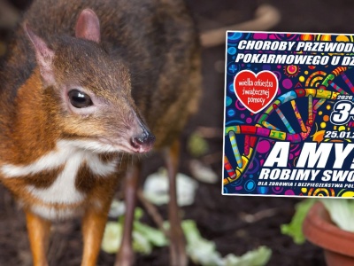 Uroczy myszojeleń przyszedł na świat w warszawskim ZOO. WOŚP przeprowadzi aukcję