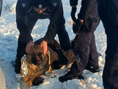 Pies przymarzł do pobocza drogi. Uratowali go policjanci